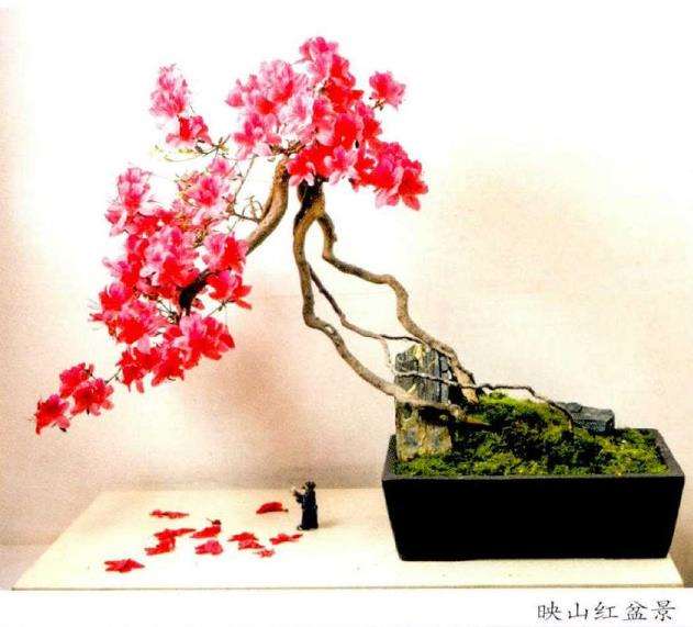 栽种映山红盆景怎么用生根粉