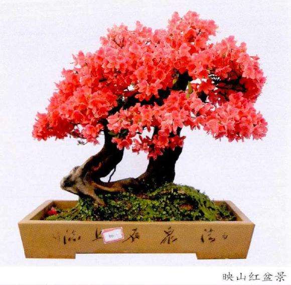 栽种映山红盆景怎么用生根粉