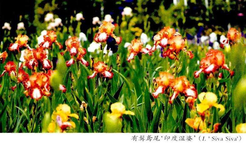 鸢尾属园艺学分类系统有哪些