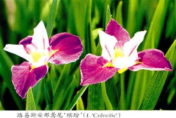 5个鸢尾主要园艺类群及其应用