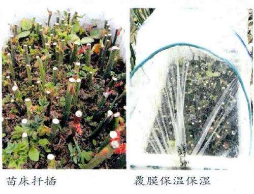 月季怎么快速扦插繁殖的5个方法 图片