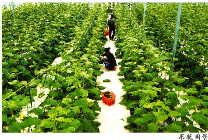 为什么湘潭盘龙大观园以花卉为特色