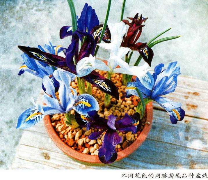 网脉鸢尾怎么园林应用的3个方法