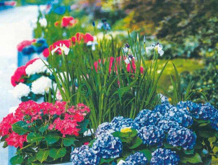绣球花在花后怎么修剪的3个方法
