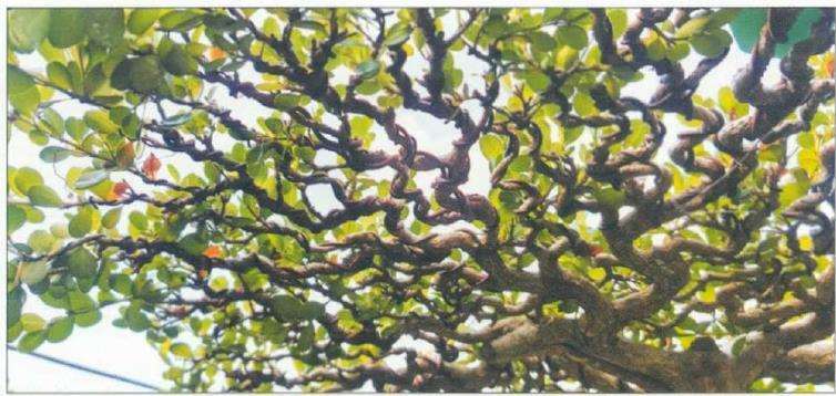 扬派盆景的发展