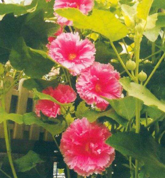 在她的花园里 一年四季花开不断 图片