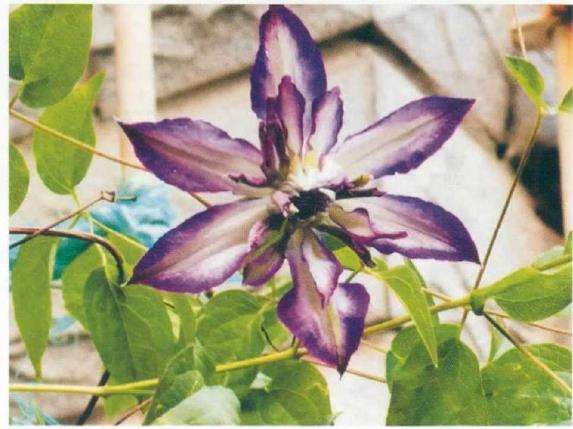 在她的花园里 一年四季花开不断 图片