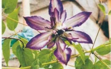 在她的花园里 一年四季花开不断 图片