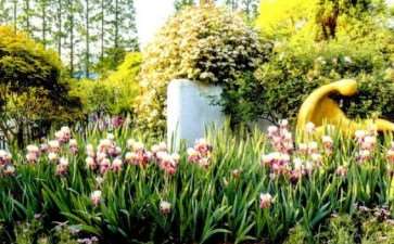 2020年 上海植物园举办国际花展