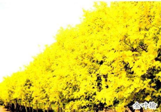 怎么发展彩叶植物的5个建议