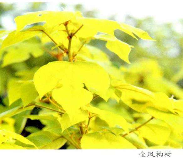 彩叶植物的3个市场前景