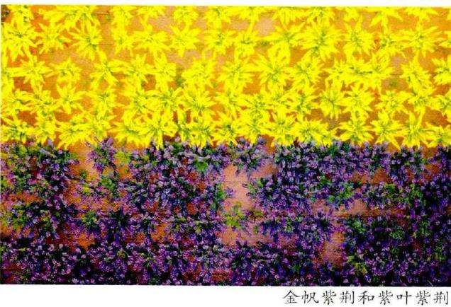 彩叶植物在景观中的4个应用 图片