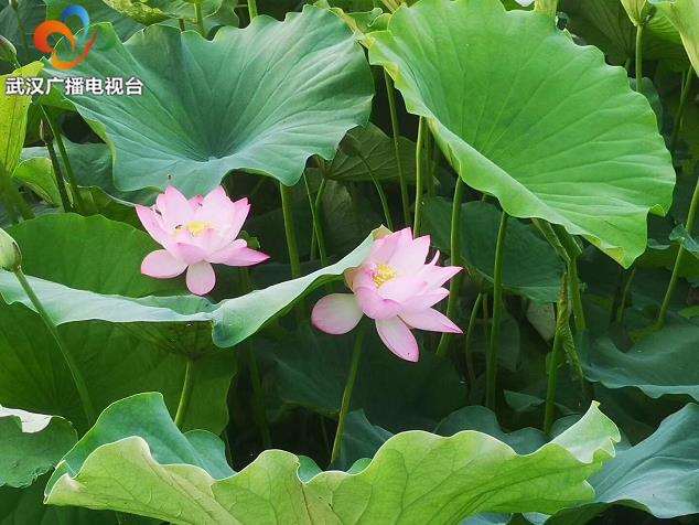 2020年 武汉第四届斗荷花擂台赛 图片