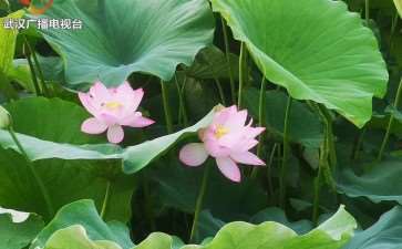 2020年 武汉第四届斗荷花擂台赛 图片