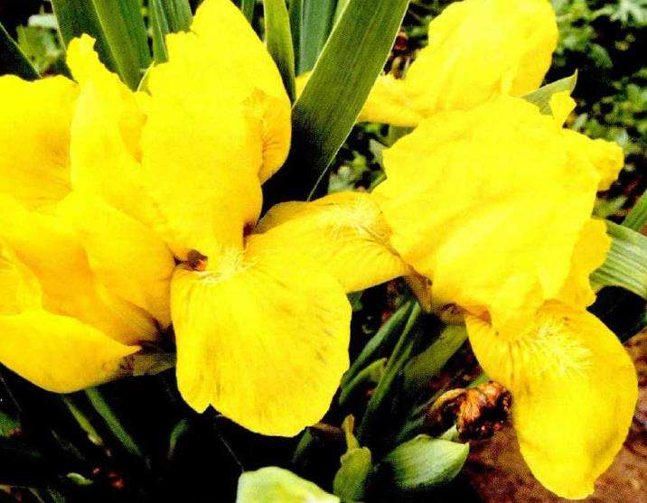 金娃娃鸢尾怎么繁殖栽培