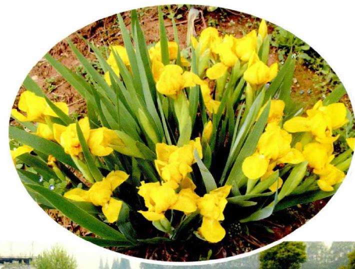 金娃娃鸢尾怎么繁殖栽培