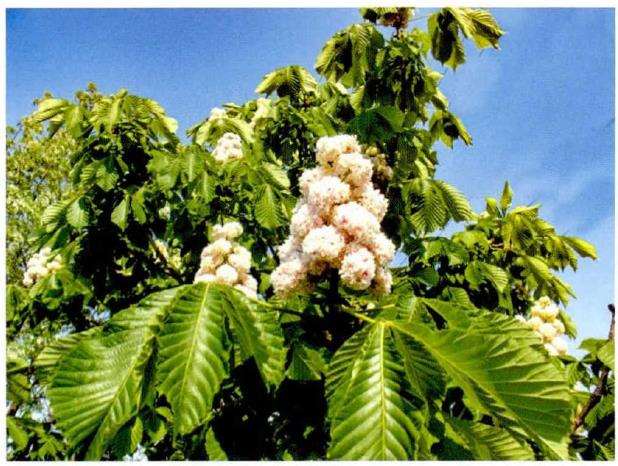 日本七叶树主要病虫害怎么防治的3个方法