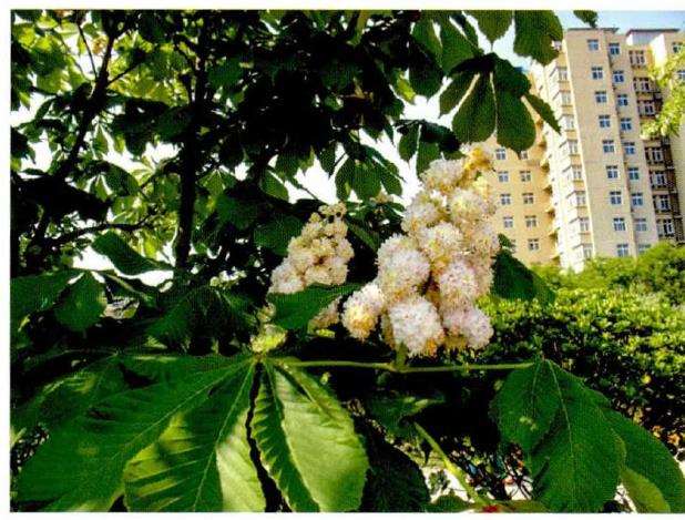 曰本七叶树怎么播种繁殖