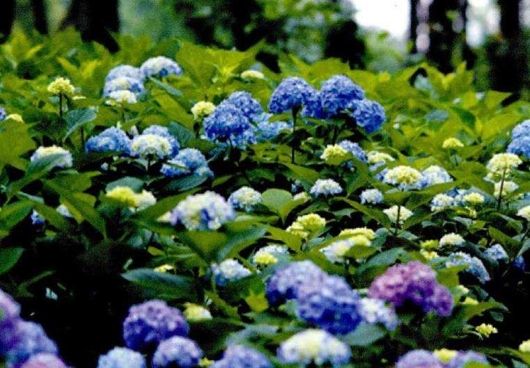 无论你的花园里收集了多少种绣球