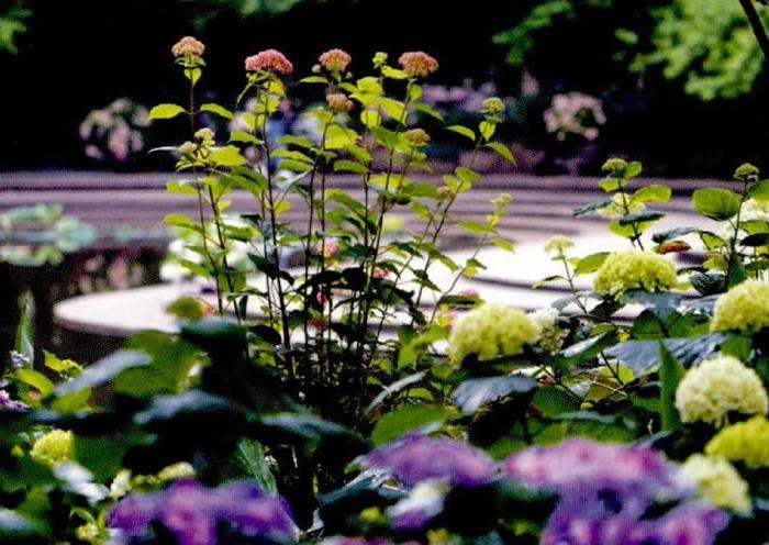 无论你的花园里收集了多少种绣球