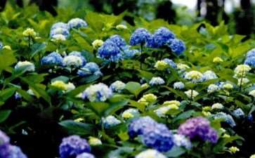 无论你的花园里收集了多少种绣球