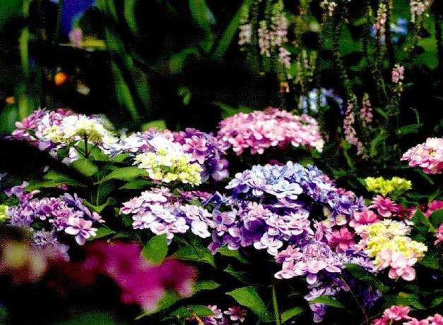 无论你的花园里收集了多少种绣球