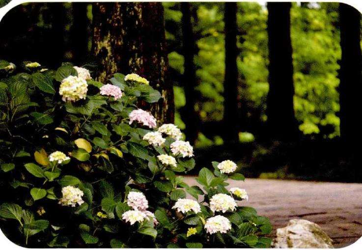 无论你的花园里收集了多少种绣球