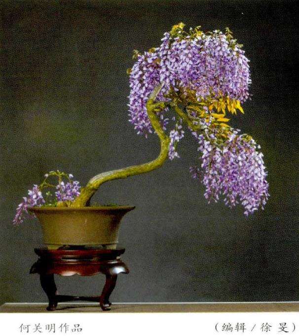 紫藤盆景怎么繁殖的3个方法