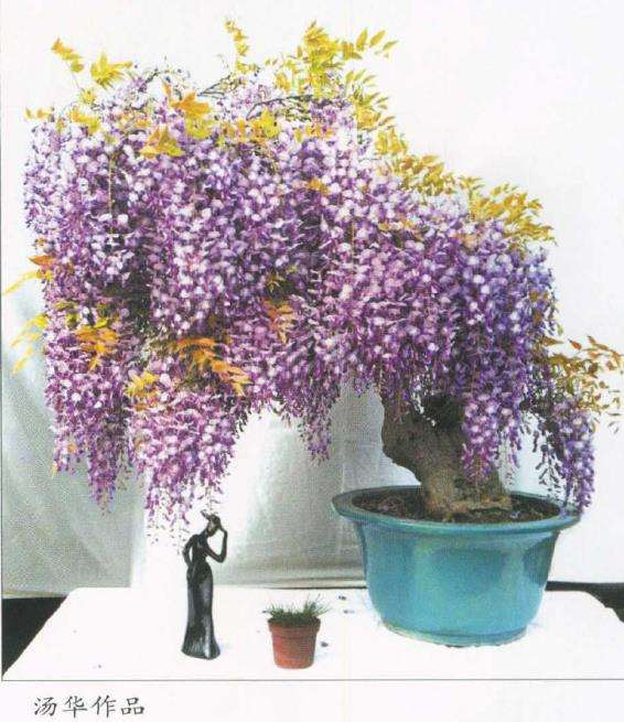 紫藤盆景怎么繁殖的3个方法