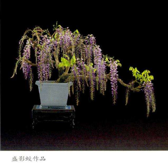 紫藤盆景怎么繁殖的3个方法