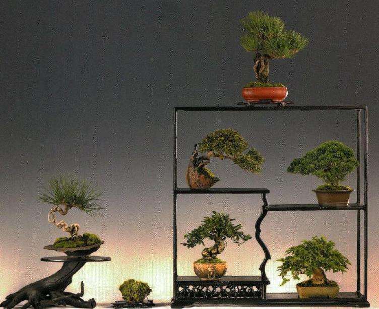 江苏省的一个私人盆景园 图片