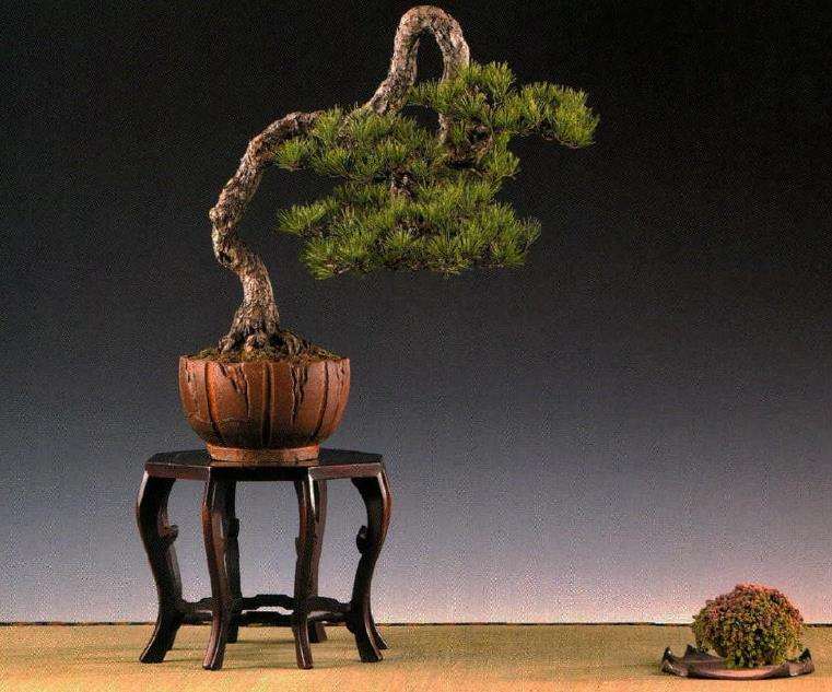 江苏省的一个私人盆景园 图片