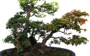 纪念盆景大师贺淦荪逝世3周年 图片