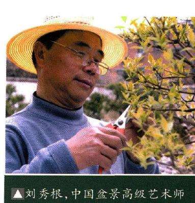 图解 黄荆盆景怎么养护造型的5个方法