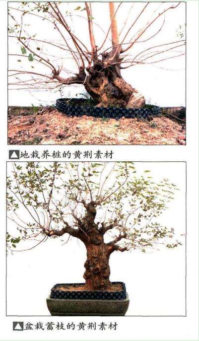 图解 黄荆盆景怎么养护造型的5个方法