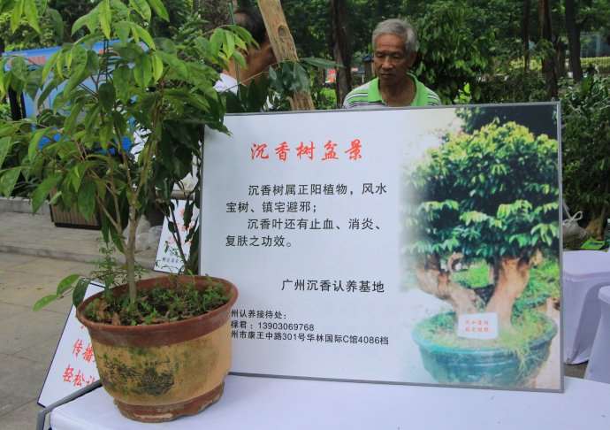 2016年 广州盆景协会 第七次会员代表大会