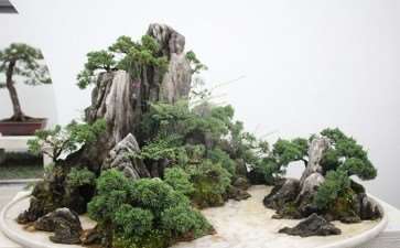 2016如皋第九届花木盆景艺术节