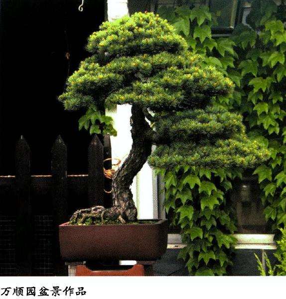 安庆盆景考察图纪