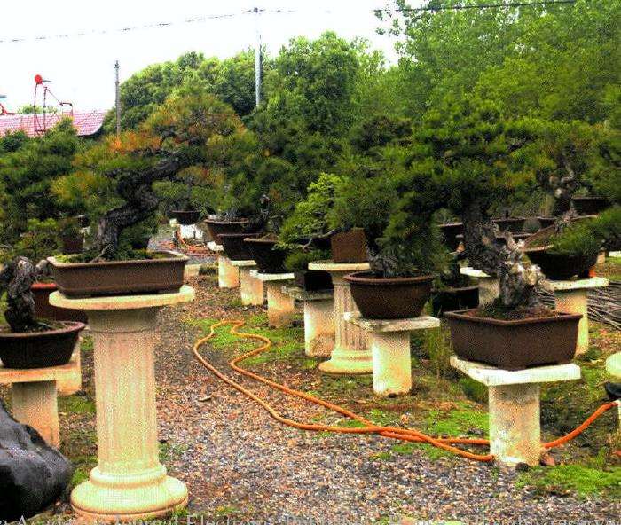 安庆盆景考察图纪