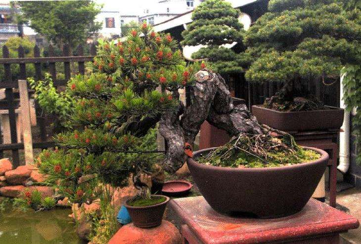 安庆盆景考察图纪