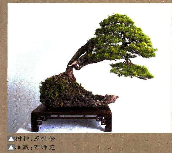 谈宁波袁心义盆景园