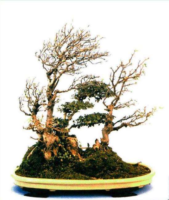 我们挥泪送别了中国盆景的一代宗师 贺淦荪