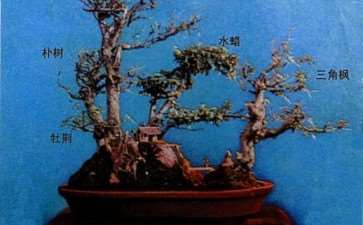 我们挥泪送别了中国盆景的一代宗师 贺淦荪