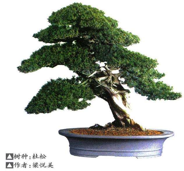 杜松盆景怎么取材培育的3个方法