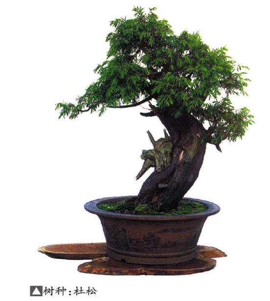 杜松盆景怎么取材培育的3个方法