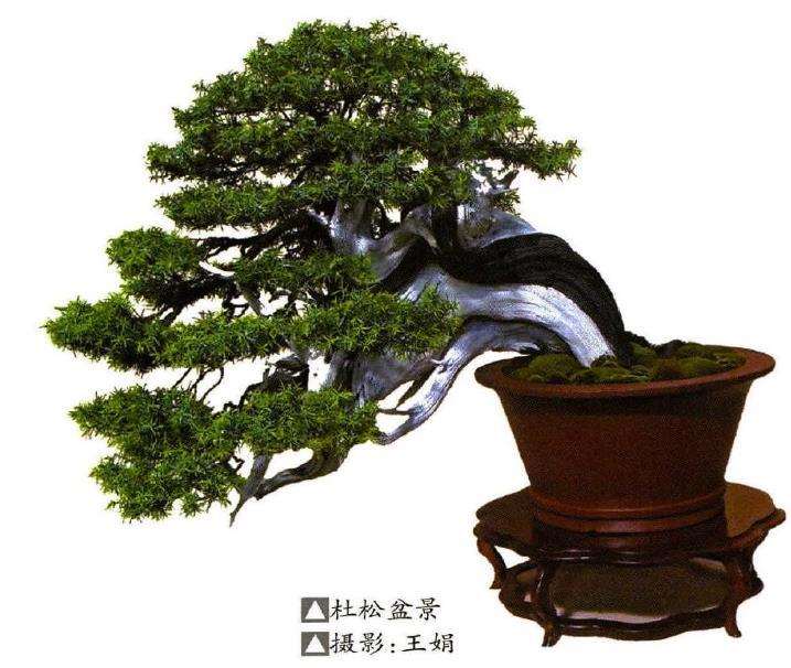 杜松盆景怎么施肥摘芽的3个方法