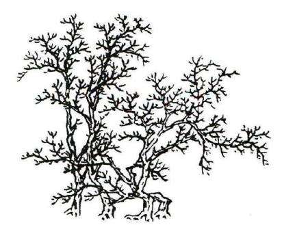 雪松盆景的形态特征和生长习性是什么