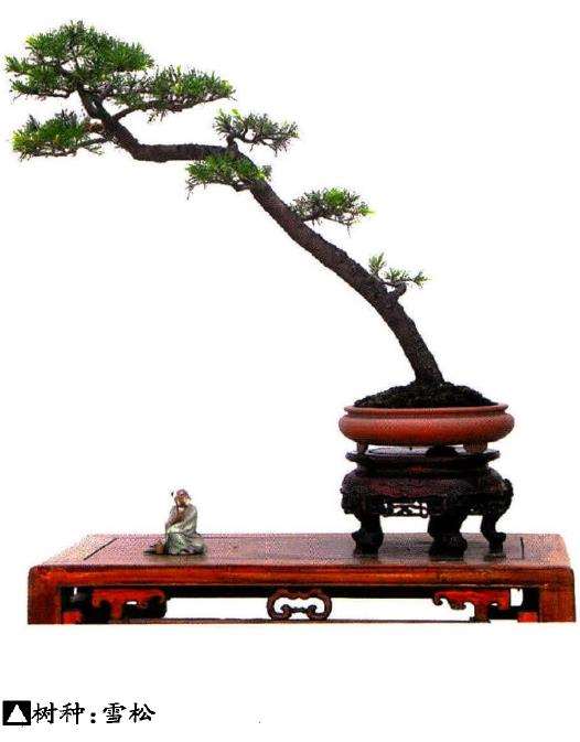 雪松盆景怎么播种扦插的2个方法