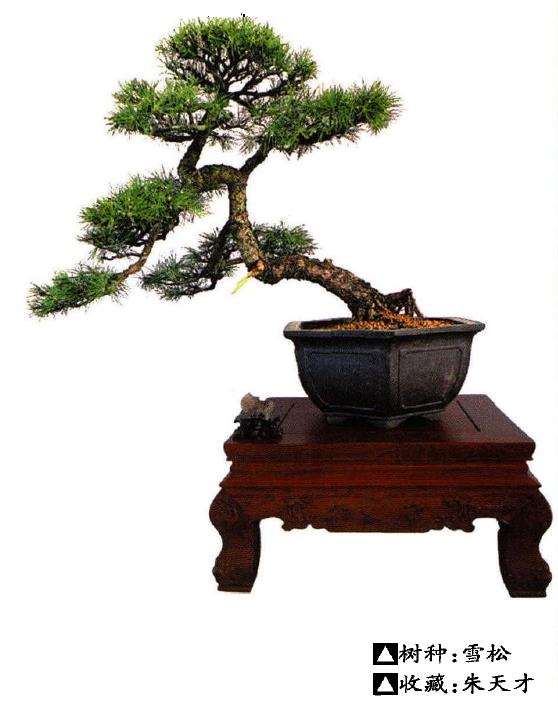 雪松盆景怎么压条嫁接