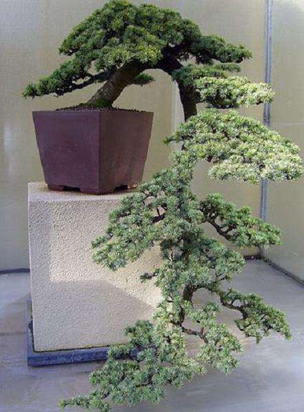 雪松盆景怎么浇水施肥